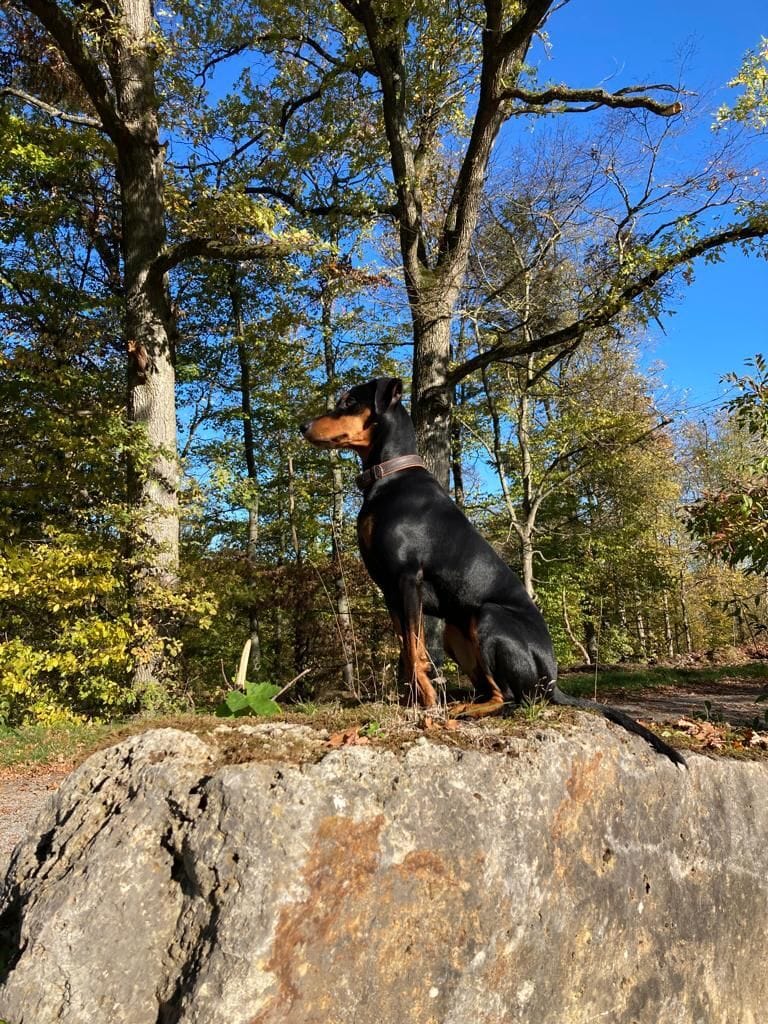 Mila Deutscher Pinscher im Wald