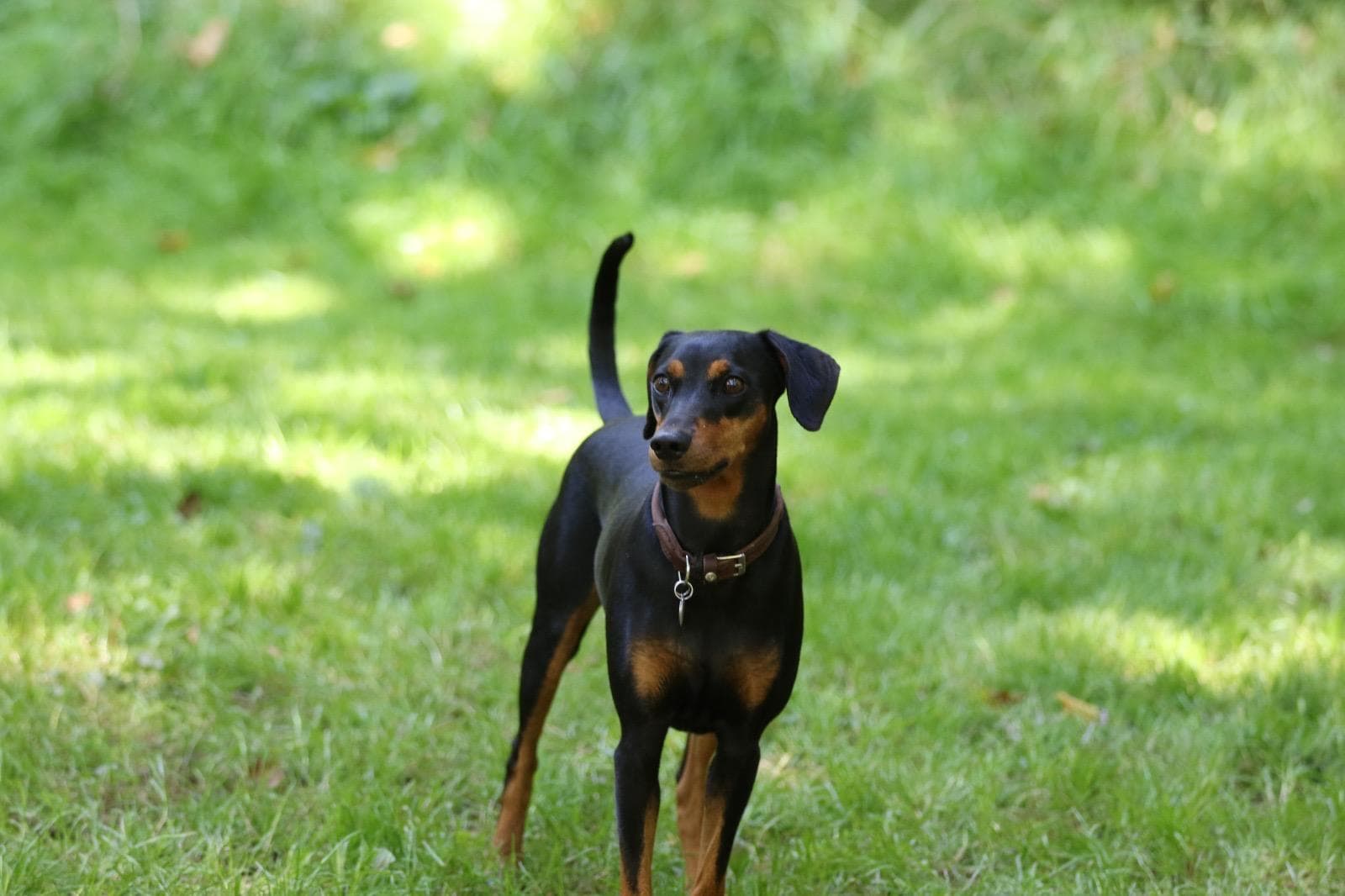 Mila Deutscher Pinscher auf Wiese