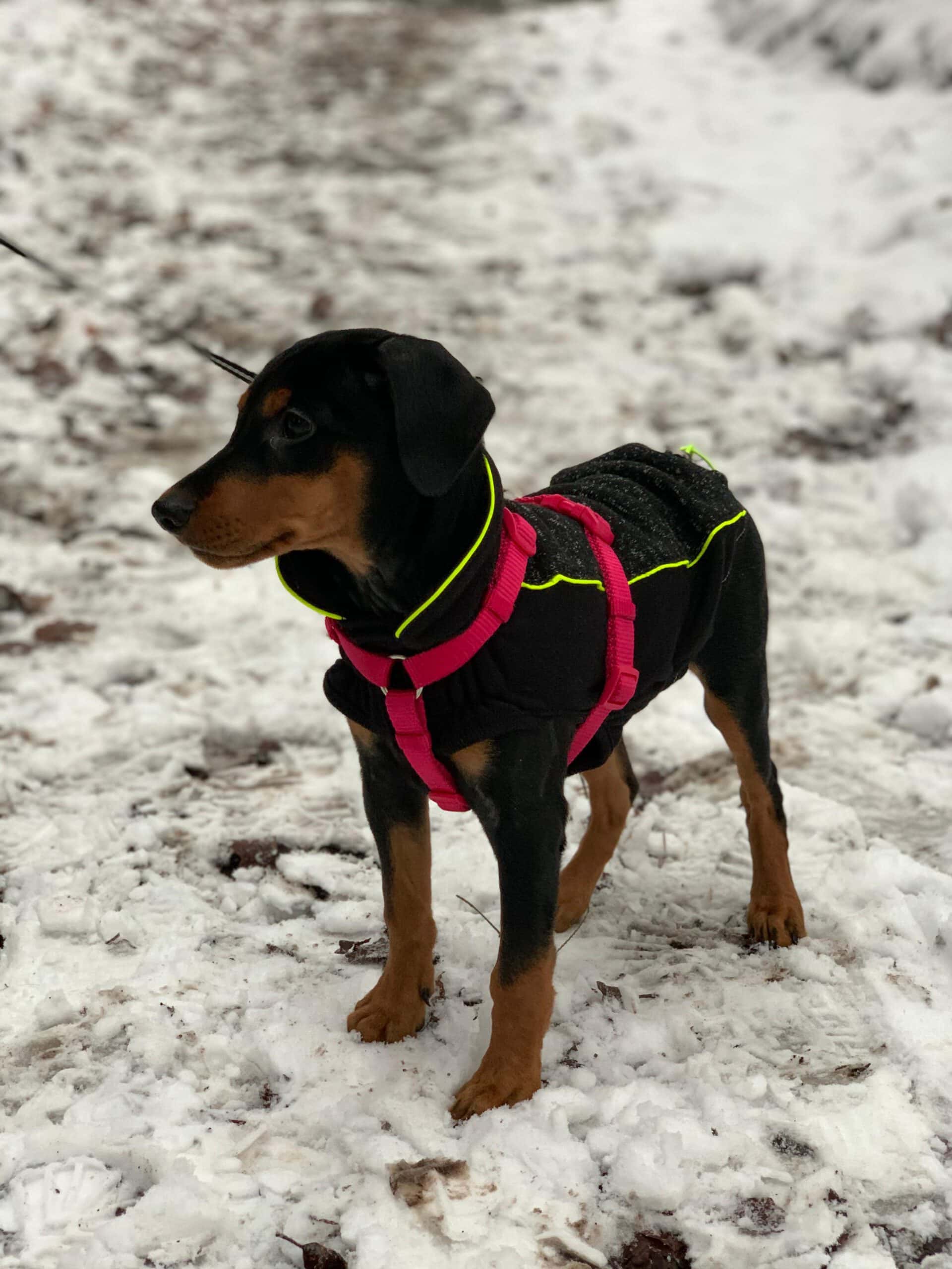 Mila Deutscher Pinscher