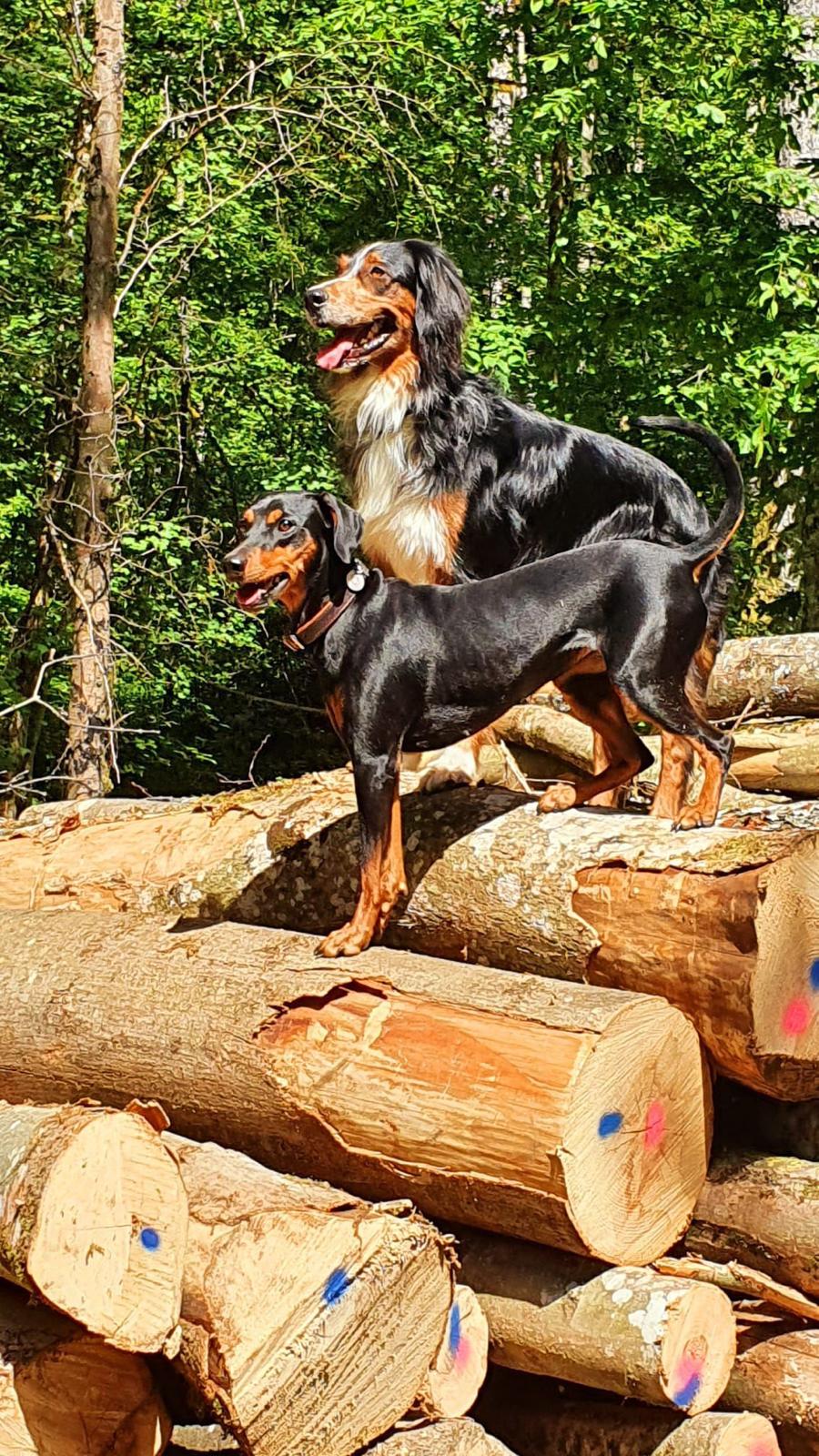 Mila mit Hundefreunden