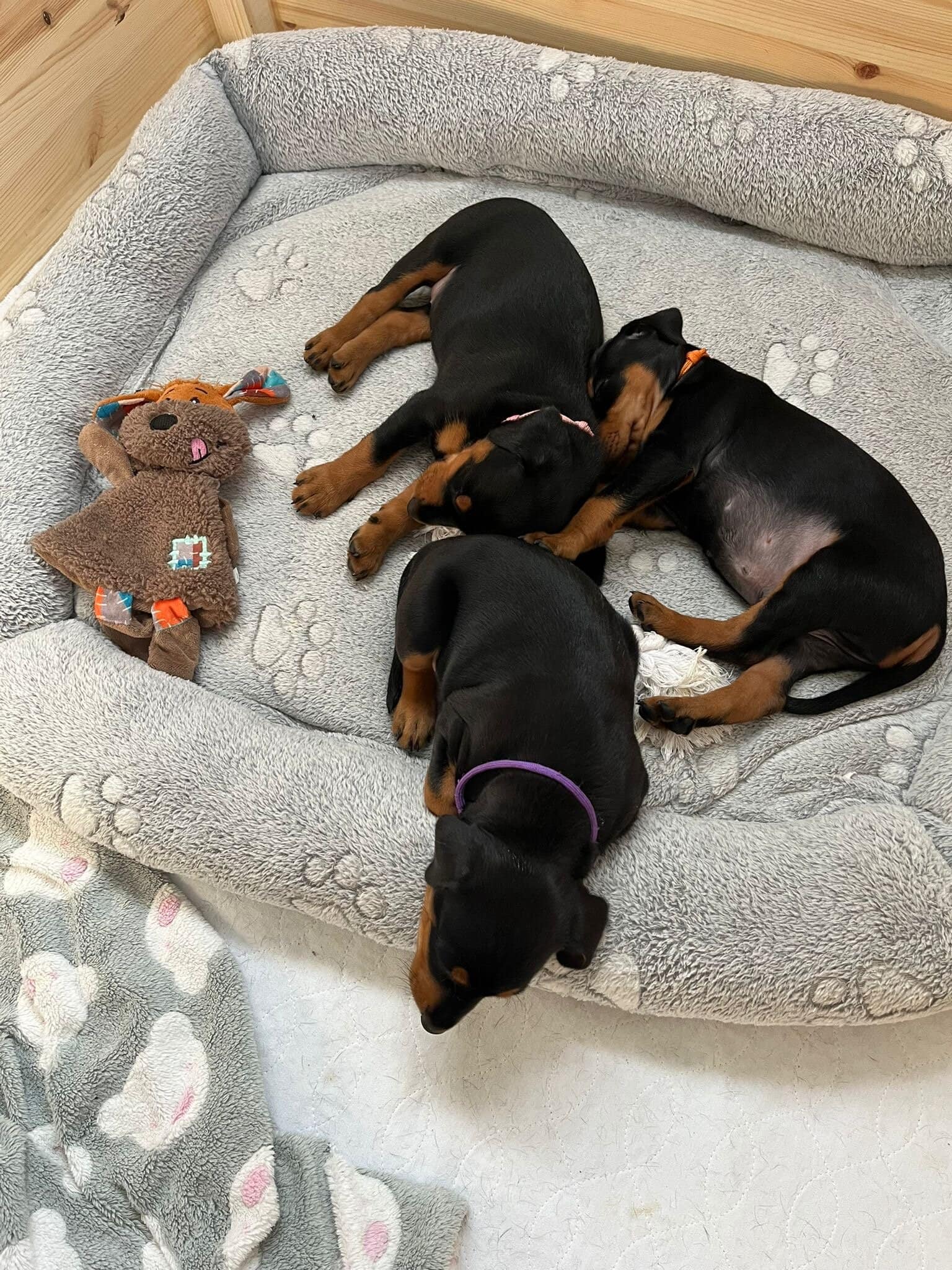 db5d0399-107d-47d9-a706-f6b89f3b291c Hund