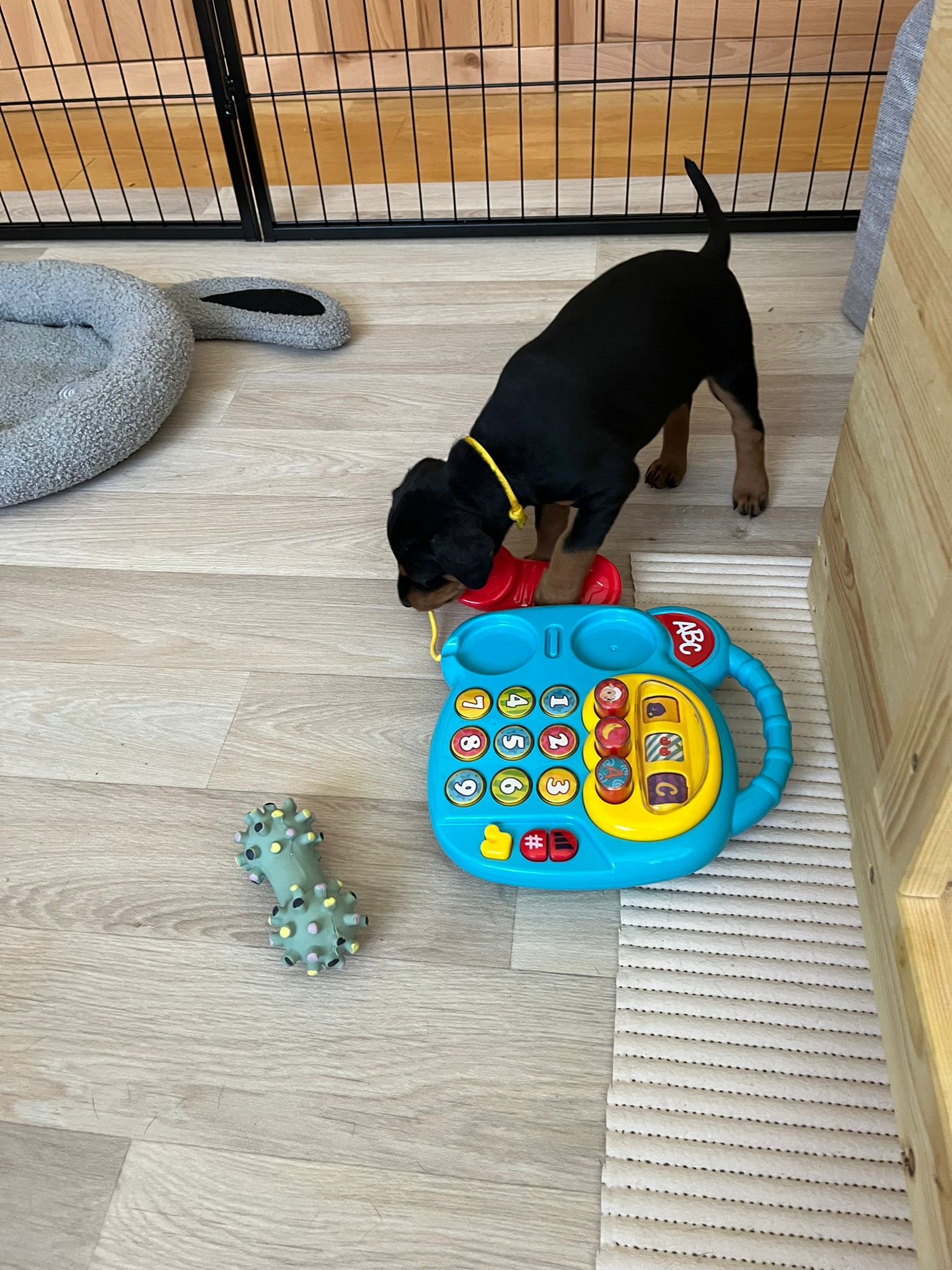 ef076701-b0ad-494a-9380-98b8ec75f3fc Hund